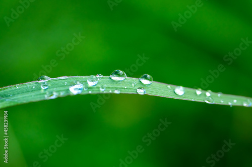 Beautiful drops of transparent rain water on a green leaf macro. Close up drops of dew in the morning glow in the sun. Beautiful Green blurred in nature. Natural background concept.Photo select focus.