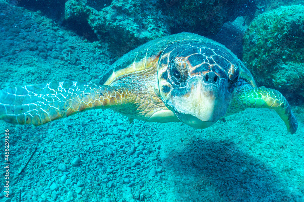 Fototapeta premium Caretta Caretta im ionischen Meer vor Zakynthos