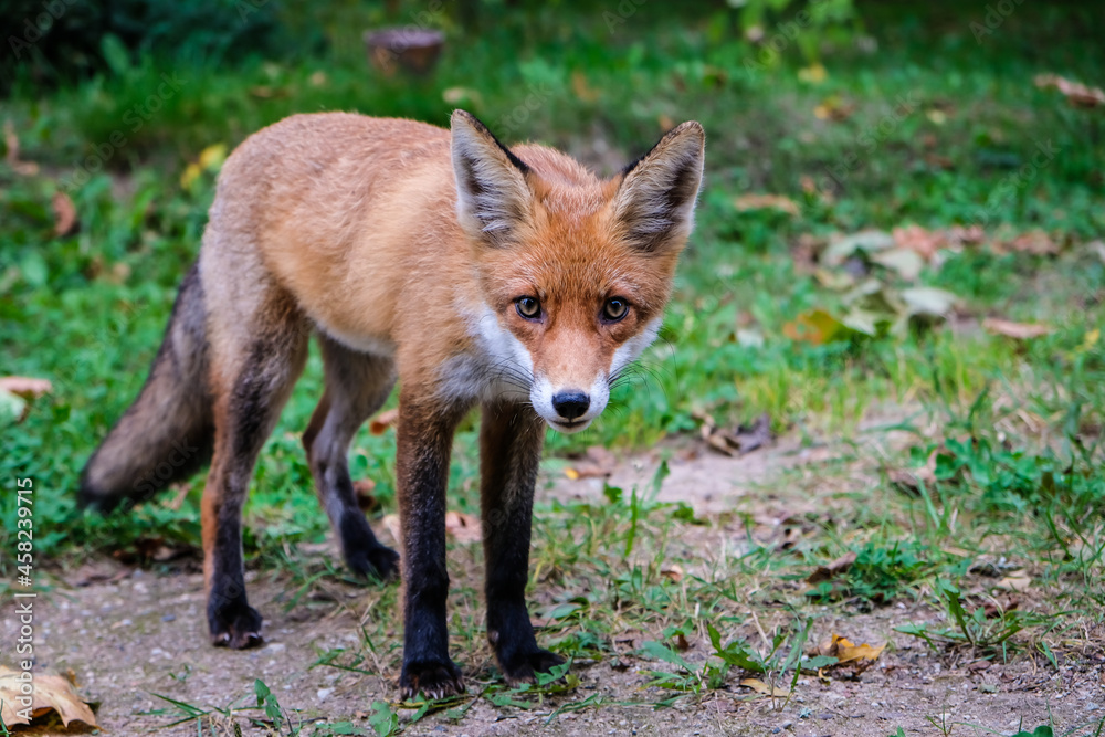 Fototapeta premium A beautiful young fox walks in the yard of a private house. Selective focus