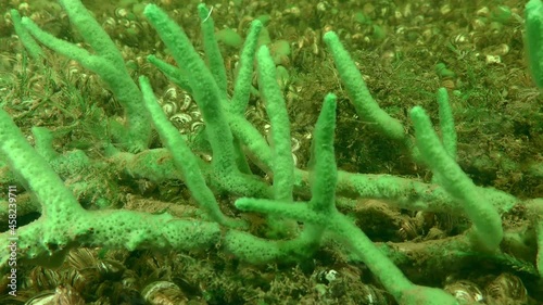 Freshwater sponge (Spongilla lacustris) branches are noticeably swaying in the river flow, close-up. photo