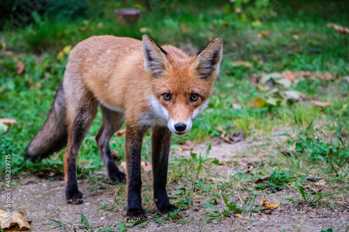 A beautiful young fox walks in the yard of a private house. Selective focus © Viesturs