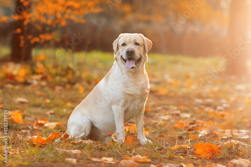 retriever in the park autumn