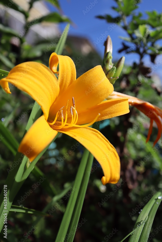 マンシュウキスゲ Stock Photo Adobe Stock