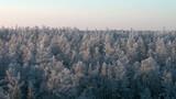 Aerial Shot of Fir Trees Forest in winter