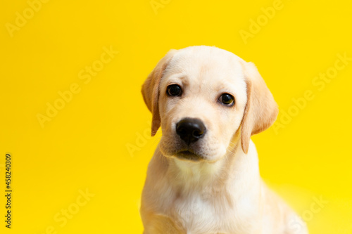 Cute Labrador puppy on a yellow background wink. A place for text. Pet. Dog