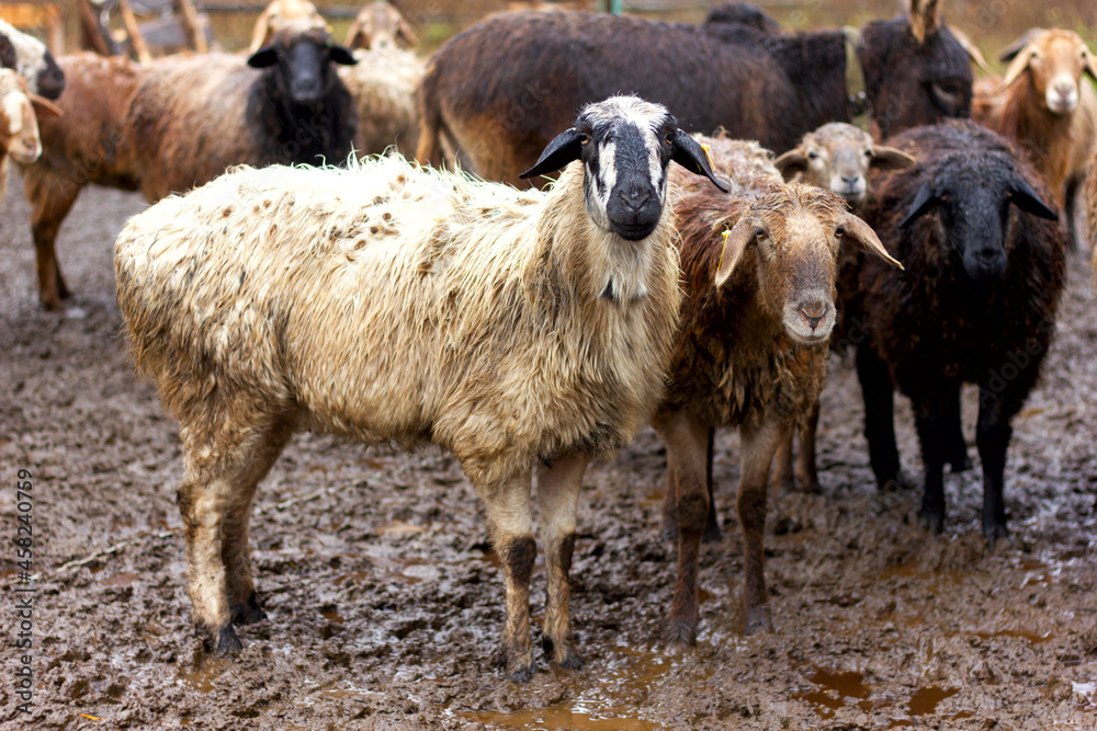 a flock of sheep and rams walks in the corral in the fall in the rain