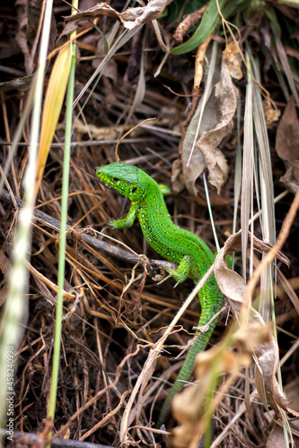 small bright green lizard monitor lizard hiding in dry grass close-up