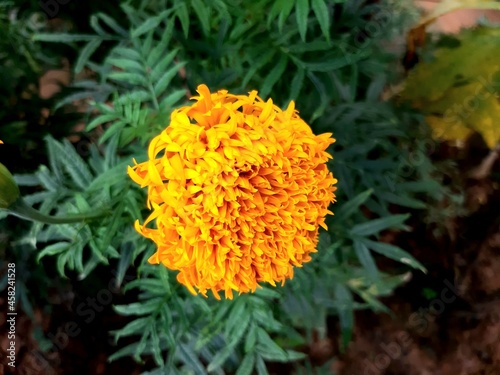 Marigold flower in the garden.