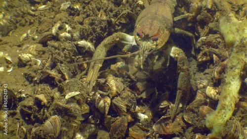 Broad Clawed Crayfish (Astacus astacus) crawling along the river bed covered with Zebra Massel. photo