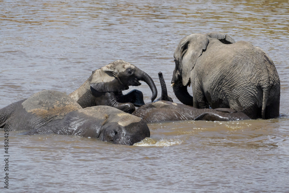 African Elephant (Loxodonta africana) baby calf playing in the water with family, Mara river, Serengeti national park, Tanzania.