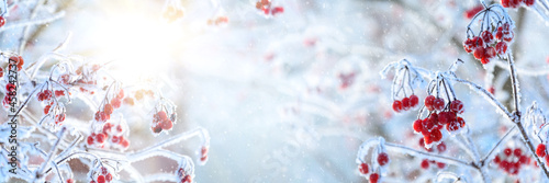 Frosted red berries of guelder rose or viburnum covered in snow. Christmas celebration concept. Soft focus