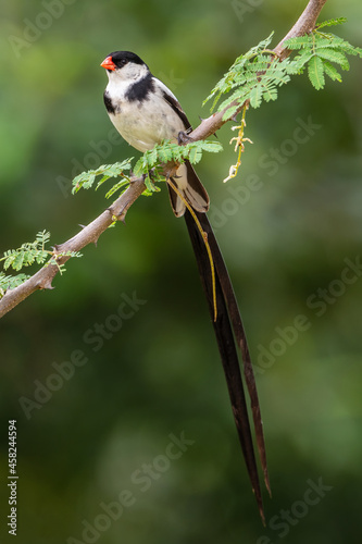 Pin-tailed Whydah - Vidua macroura, beautiful small long tailed perching bird from African bushes and woodlands, Murchison falls, Uganda. photo