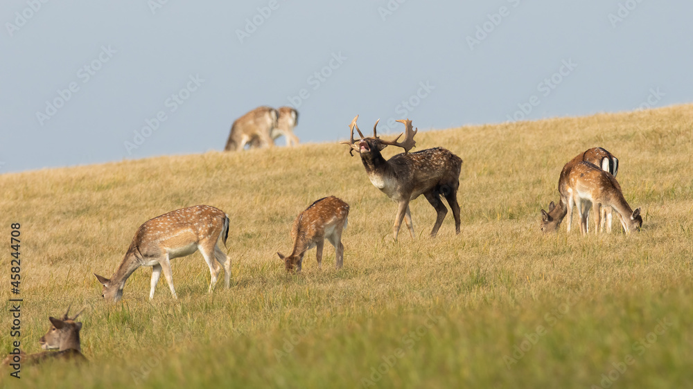 Naklejka premium Herd of fallow deer, dama dama, on a meadow with yellow dry grass in rutting season. Stag with antlers roaring on hay field with hinds grazing around. Group of wild animals in nature.