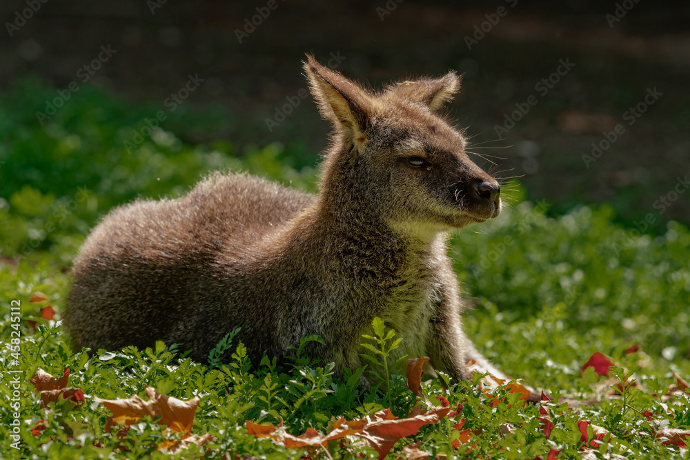 Red-necked wallaby on a green meadow Red-necked wallaby on a green meadow