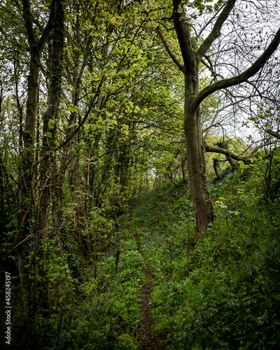 forest in the morning