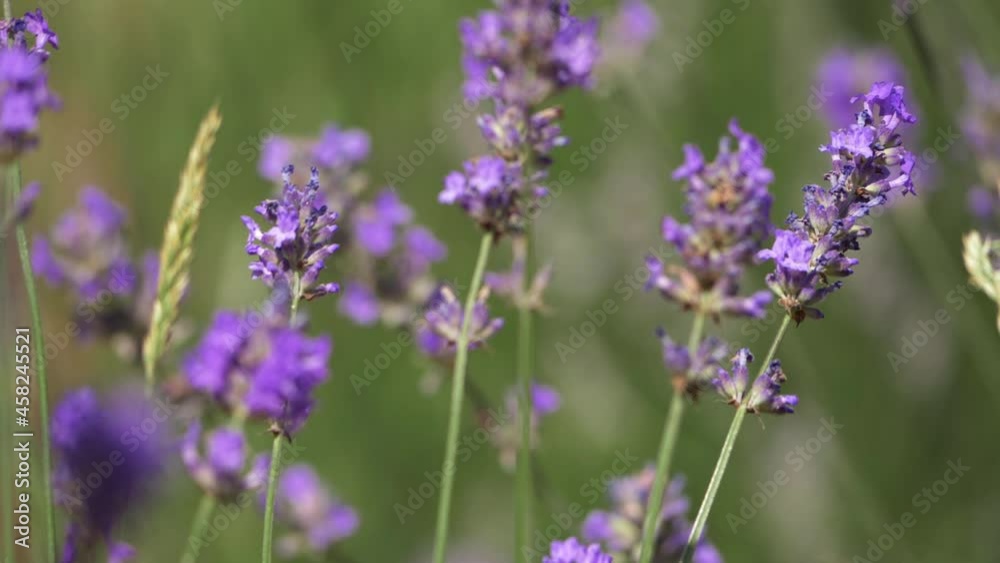 Lavender purple flowers in a summer breeze Lavender purple flowers in a summer breeze