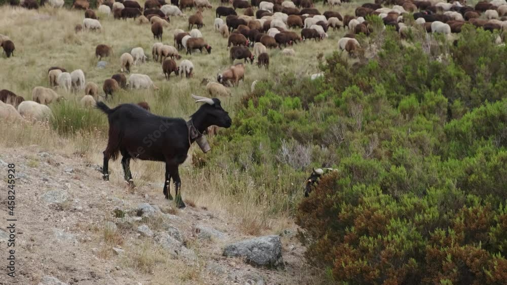 Black goat on rock and flock in background, Serra da Estrela in Portugal. Static view Black goat on rock and flock in background, Serra da Estrela in Portugal. Static view