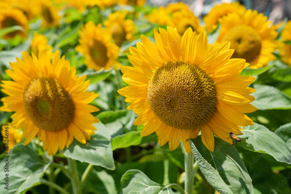 Closeup sunflower with blur background
