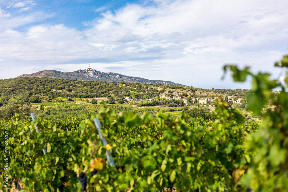 Vue sur le vignoble de Saint-Saturnin-de-Lucian dominé par le Mont Saint-Baudille (Occitanie, France)