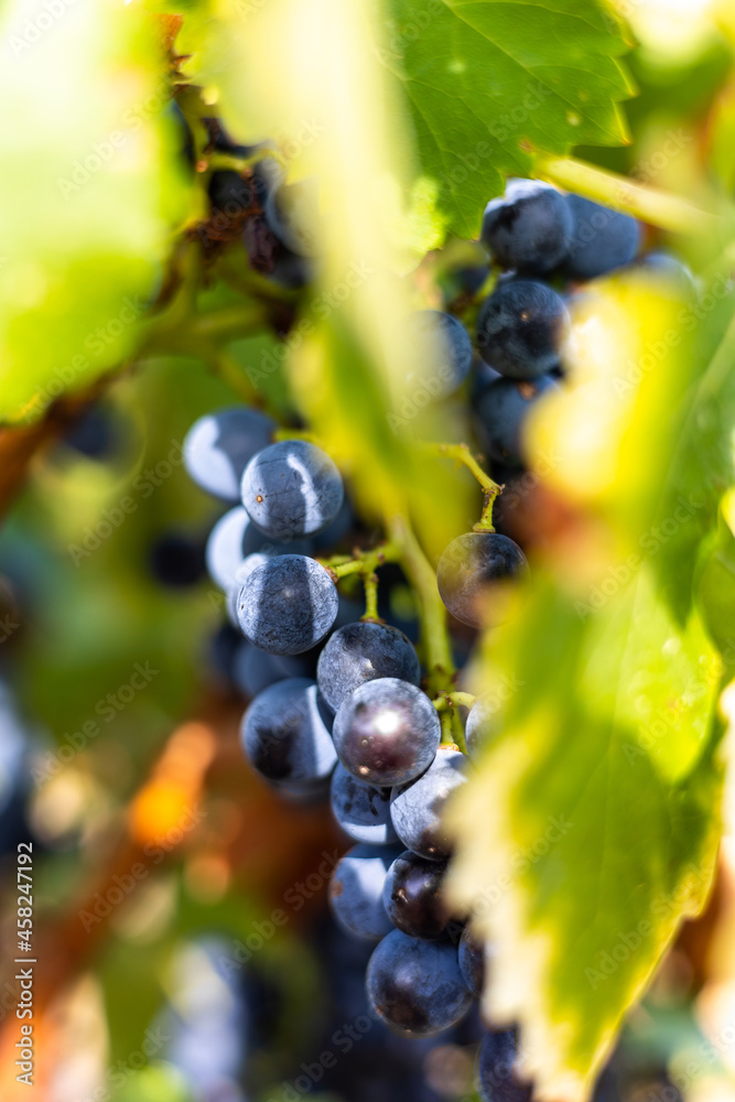 Gros plan sur une grappe de raisin rouge prête à être récoltée dans le vignoble de Saint-Saturnin-de-Lucian (Occitanie, France) Gros plan sur une grappe de raisin rouge prête à être récoltée dans le vignoble de Saint-Saturnin-de-Lucian (Occitanie, France)