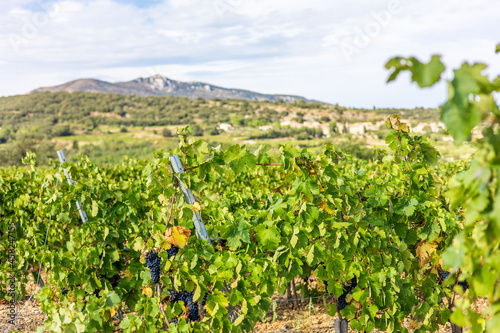Vue sur le vignoble de Saint-Saturnin-de-Lucian domin   par le Mont Saint-Baudille  Occitanie  France 