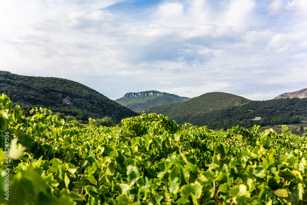 Vue sur le vignoble de Saint-Saturnin-de-Lucian dominé par le Roc des Deux Vierges (Occitanie, France)