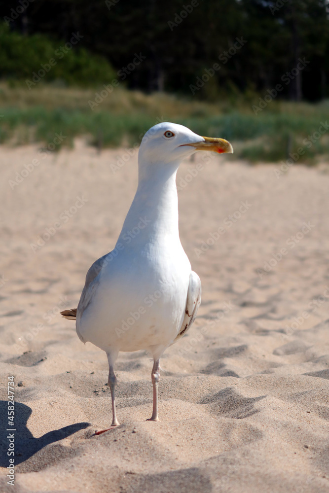 Obraz premium Beautiful sea gull standing on a sandy beach during the summer, sunny day.