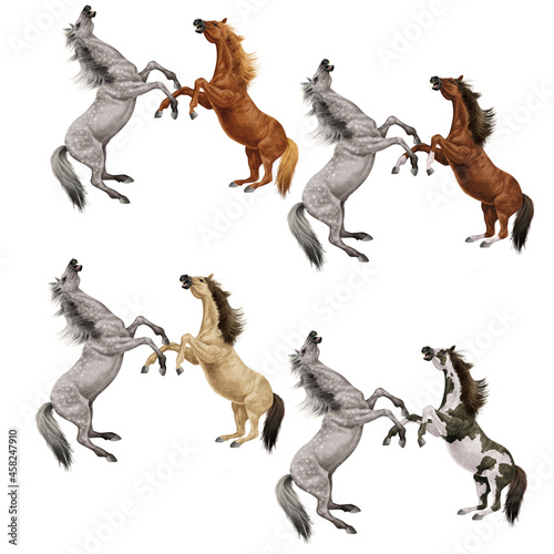 cheval  combat  animal  illustration  cavalier  art  saut  sauvage    talon    quitation  course  mammif  re  sautant  galop  animal de compagnie  bagarre 
