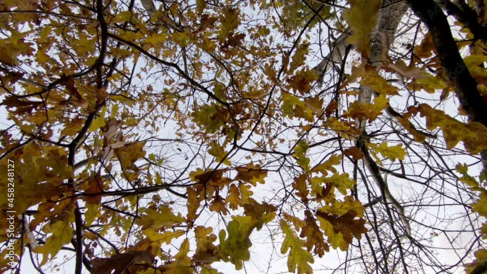 Beautiful moody autumn leaves on branches, swaying in the wind. Filmed from the bottom of the tree point up. Swedish nature in the fall. Beautiful moody autumn leaves on branches, swaying in the wind. Filmed from the bottom of the tree point up. Swedish nature in the fall.