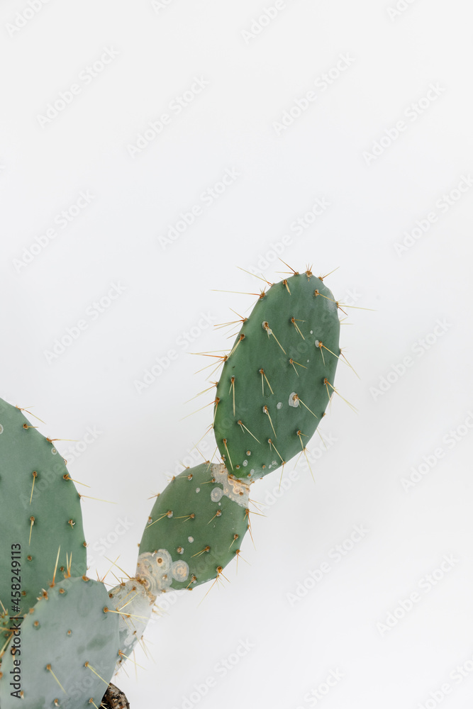 Naklejka premium a large cactus in a clay pot on a white background. cactus in the form of an oval.