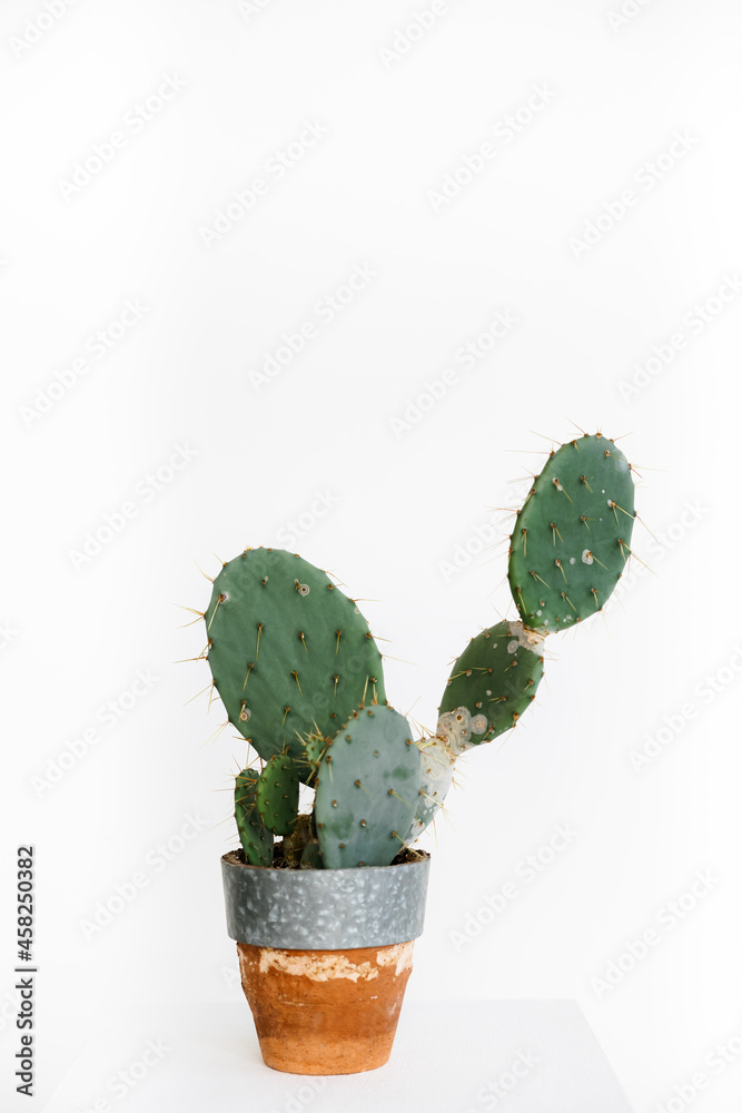 a large cactus in a clay pot on a white background. cactus in the form of an oval.