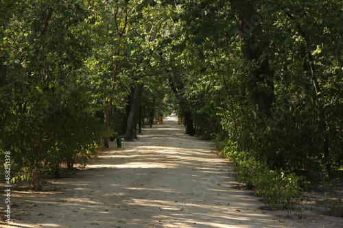 Pathway in beautiful park with green trees on sunny day