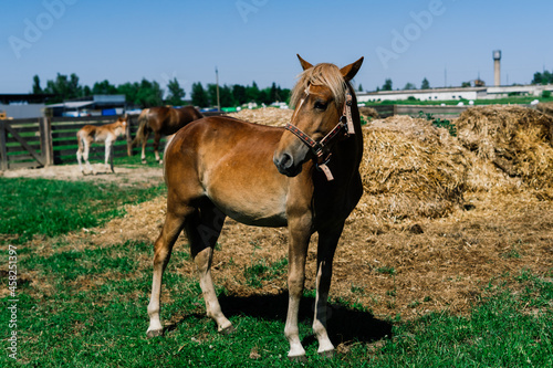 Horse on nature and in the farm. Portrait of a brown horse