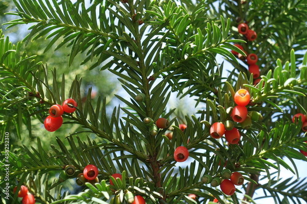 Green leaves and red berries of common yew in October
