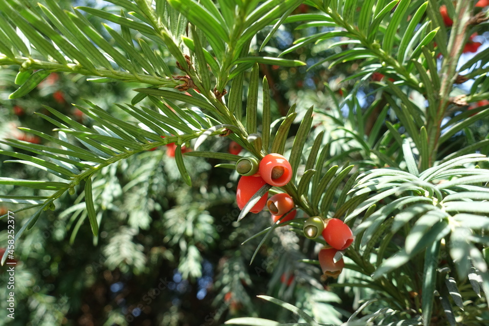 Ripe and unripe berries of common yew in October