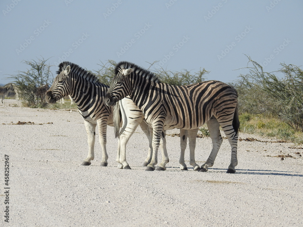 Fototapeta premium Zebras in the field