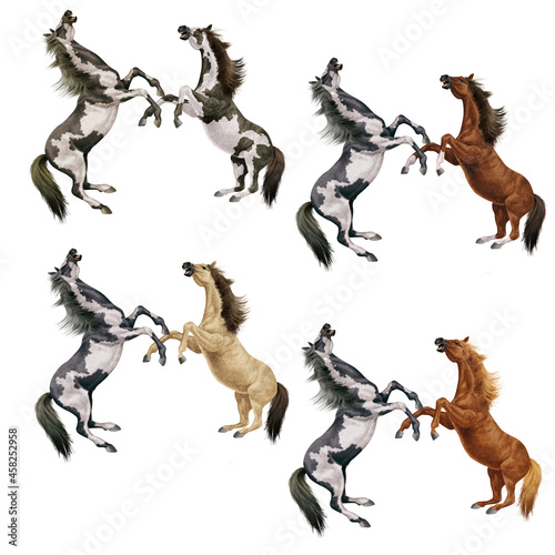 cheval  combat  animal  illustration  cavalier  art  saut  sauvage    talon    quitation  course  mammif  re  sautant  galop  animal de compagnie  bagarre 