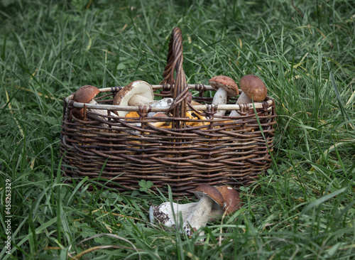 A wicker basket with eatable mushrooms boletus and chanterelles collected in the forest on the background of green grass. Concept of harvest autumn.