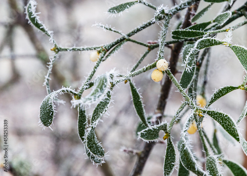 Frozen mistletoe on an old apple tree in winter