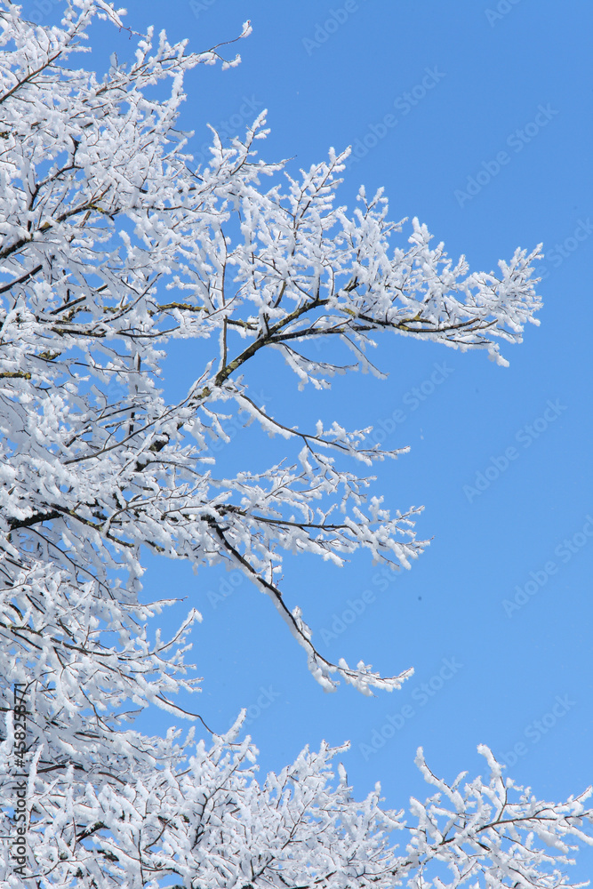 Branches of a tree covered with snow