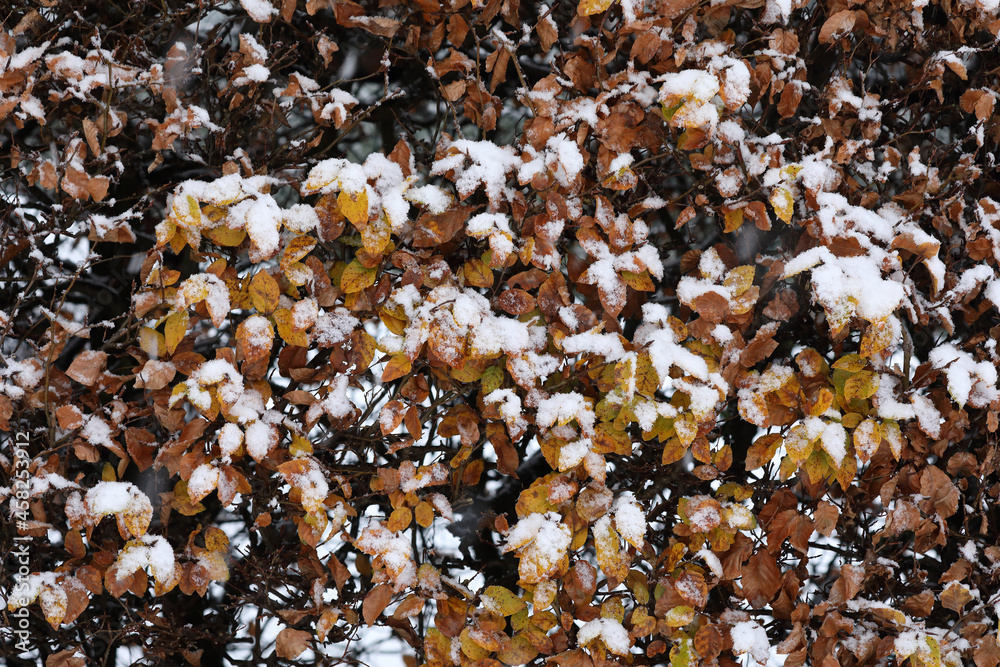 A close-up of bushes covered with snow in winter A close-up of bushes covered with snow in winter
