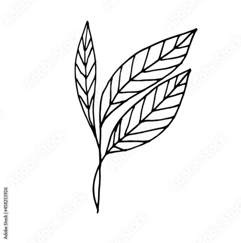 Vector Linear drawing of a branch with leaves. Outline hand-drawn black and white sketch of the plant.