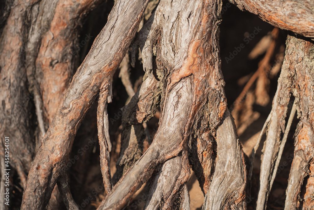 Huge tree roots. Background of different wood textures. Close-up of big roots Huge tree roots. Background of different wood textures. Close-up of big roots