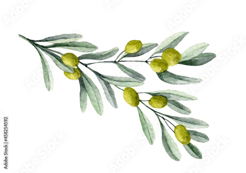 Watercolor Branch with Olive Fruits and green Leaves. Hand painted illustration on white isolated background for oil label or invitation cards © Alisles