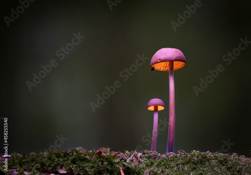 Fotografie, Obraz Mushrooms in the forest