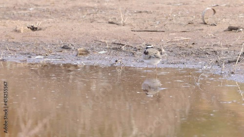 a black-fronted dotterel feeding at redbank waterhole near alice springs in the northern territory, australia photo
