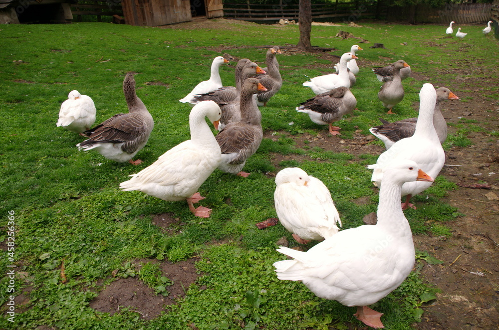 Domestic geese on the farm. Flock of fattening geese, on the rural farm for the production of meat and goose feathers. Flock of white domestic geese on the pasture. White and brown goose on farm. Domestic geese on the farm. Flock of fattening geese, on the rural farm for the production of meat and goose feathers. Flock of white domestic geese on the pasture. White and brown goose on farm.