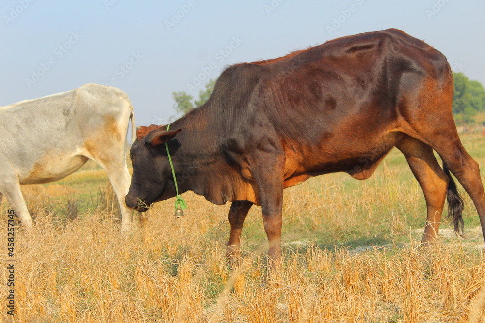 cow grazing in the field cow grazing in the field