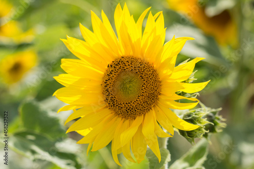 blühende Sonnenblume