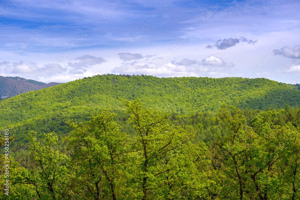 Beautiful green beech forest in spring, on hills and mountains. Green tree forest background bird eye view. Beech forest panorama. Nature green forest background with clouds over blue sky